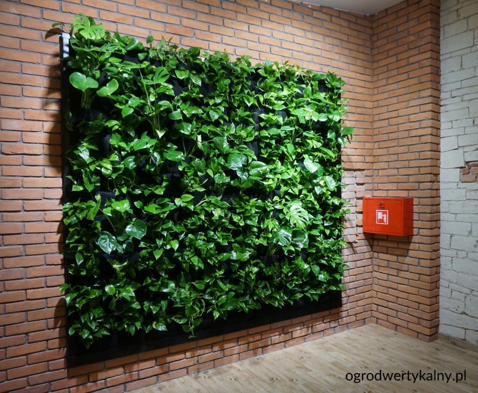 zielona ściana