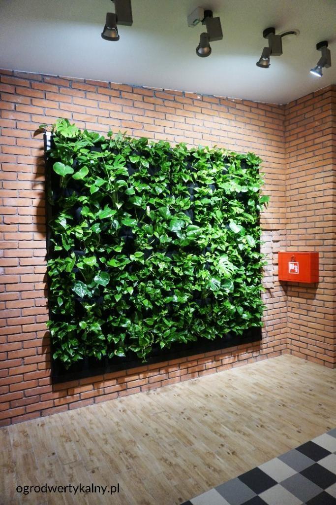 zielona ściana w restauracji