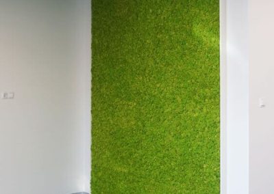 Zielona ściana - chrobotek reniferowy