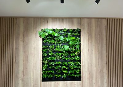 Frameless green wall built with MDF board