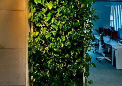 Greenery in the company - mobile green wall