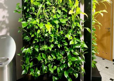 Portable green wall - watering from a tank