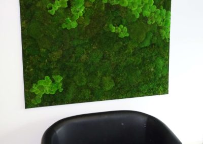 Mech mieszany na ścianie - zielona kompozycja