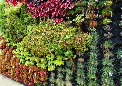 Exterior green wall - full of plants