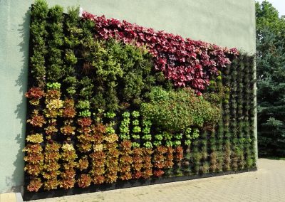 Zewnętrzna zielona ściana z żywych roślin