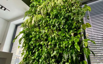 Kwiaty w domu podczas mrozów – wsparcie klimatu wnętrza.