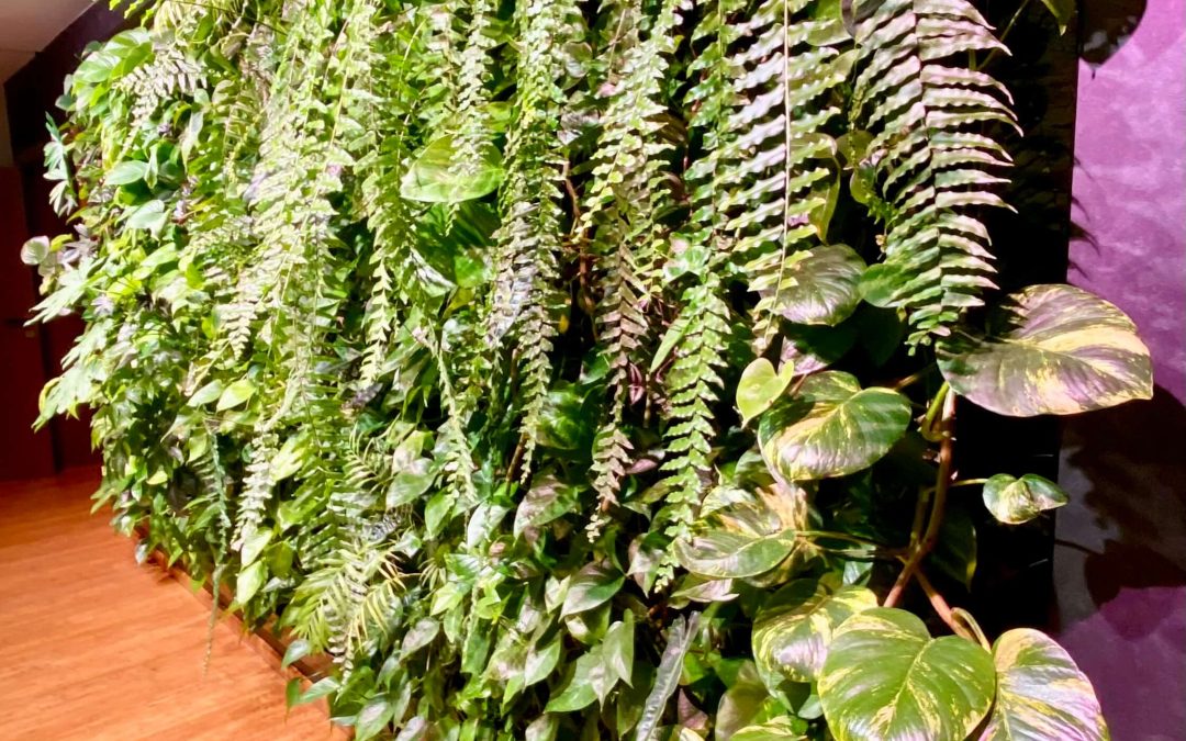 Serwis zielonej ściany – dlaczego pielęgnacja jest ważna